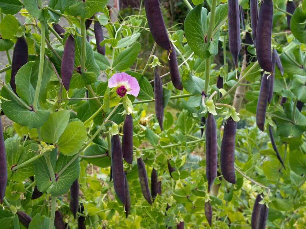 Purple podded peas on plant