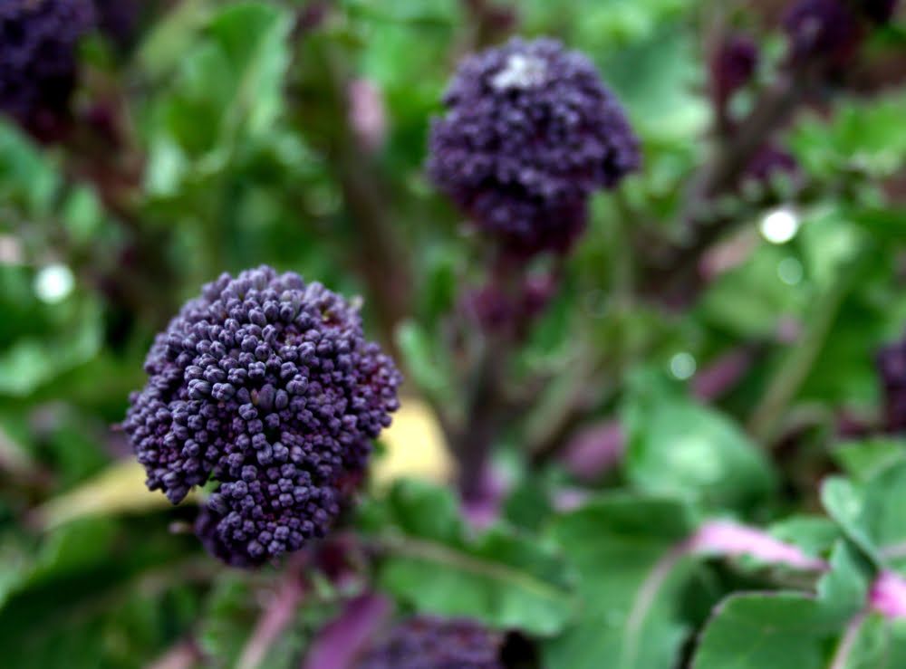 Purple Sprouting Broccoli plant