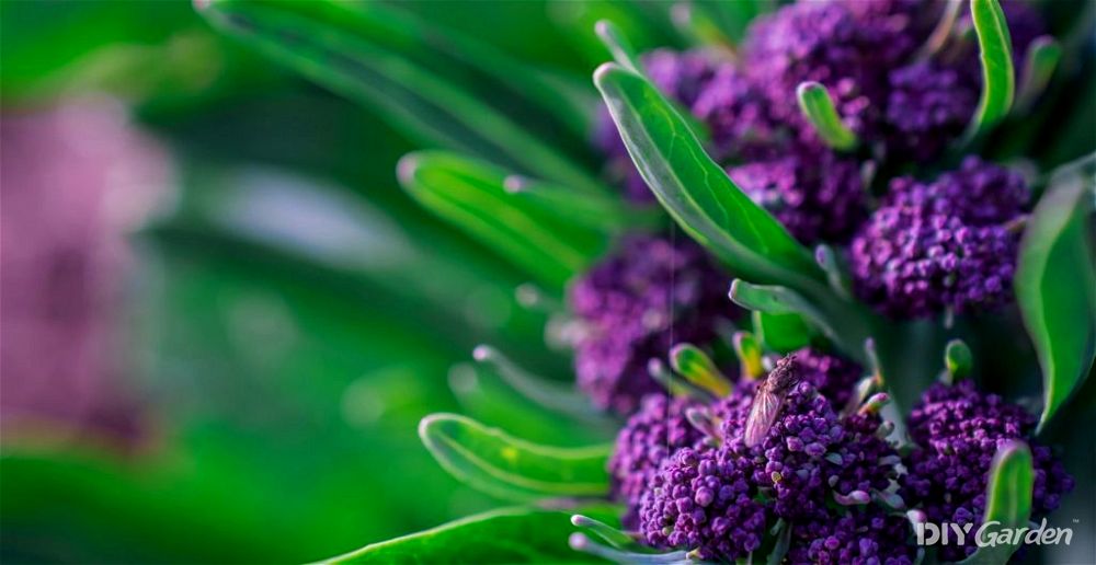 How to Grow Purple Broccoli From Seed at Home (2024 Guide)