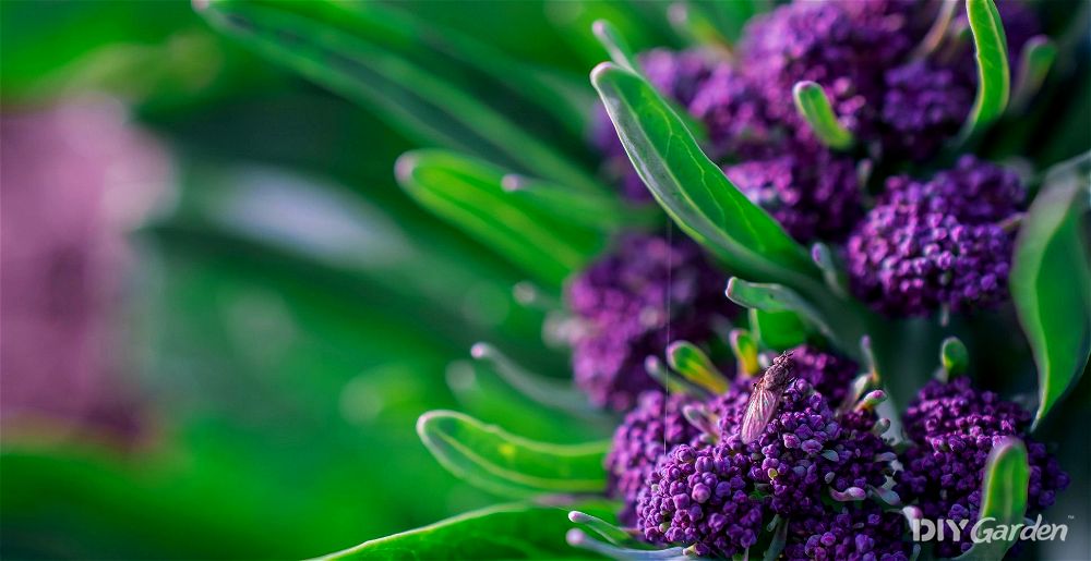 Purple Sprouting Broccoli plant