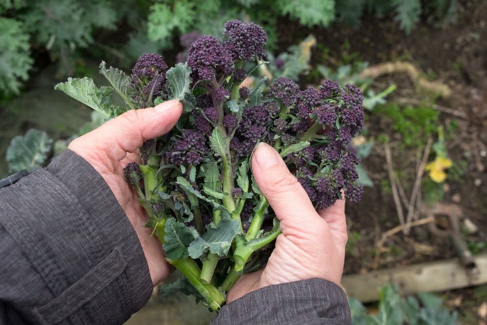 Hands holding harvested Purple Sprouting Broccoli