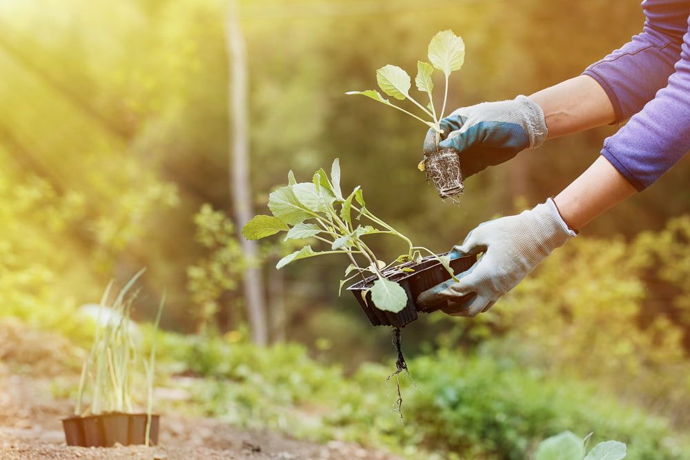 Person planting out purple sprouting broccoli plants