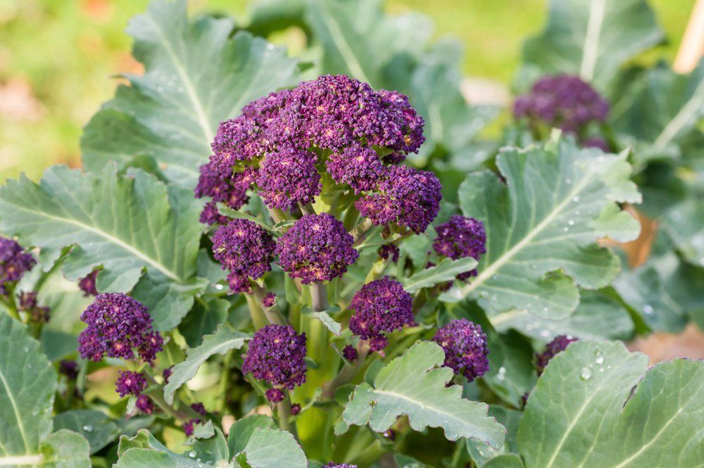 Purple Sprouting Broccoli plant