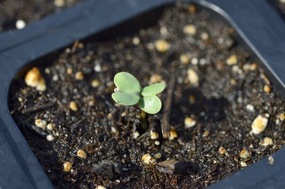 Purple Sprouting Broccoli seedling