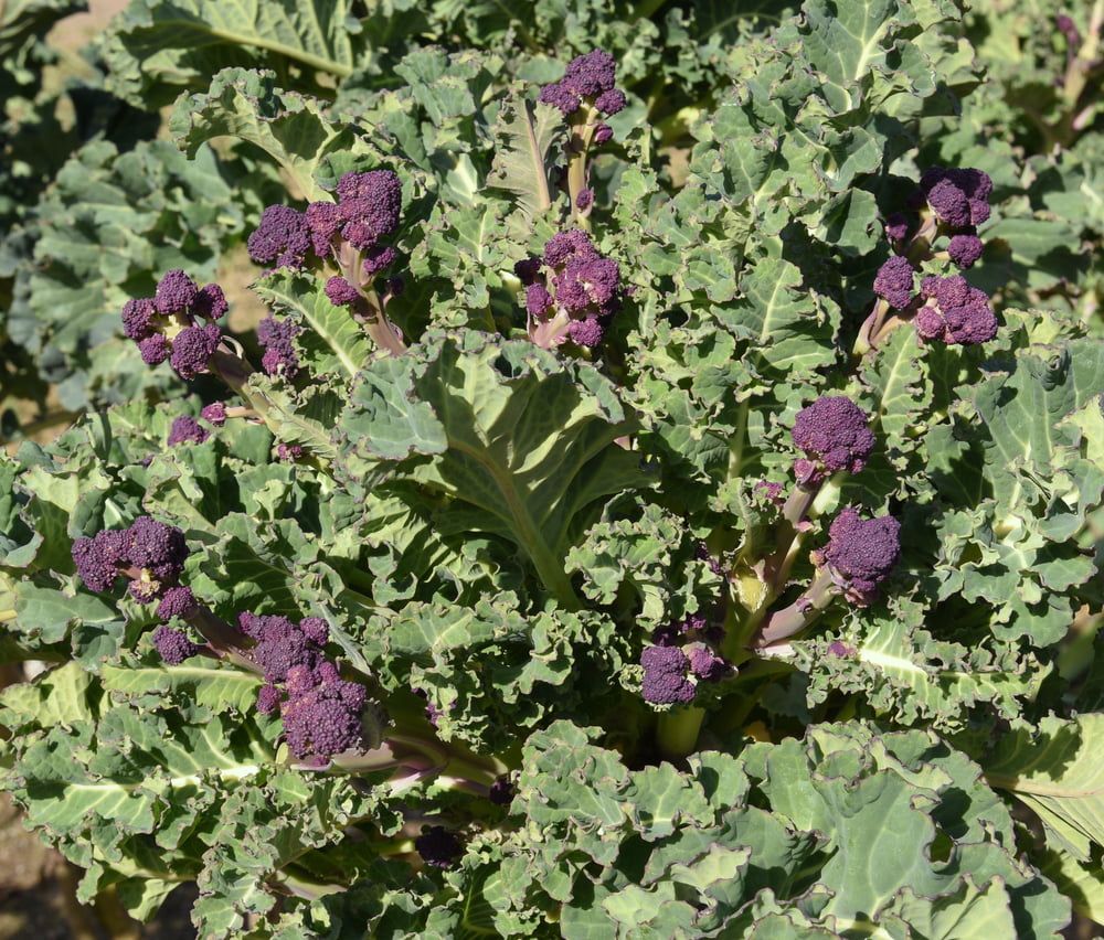 Purple Sprouting Broccoli plant