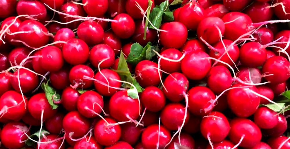 Radishes