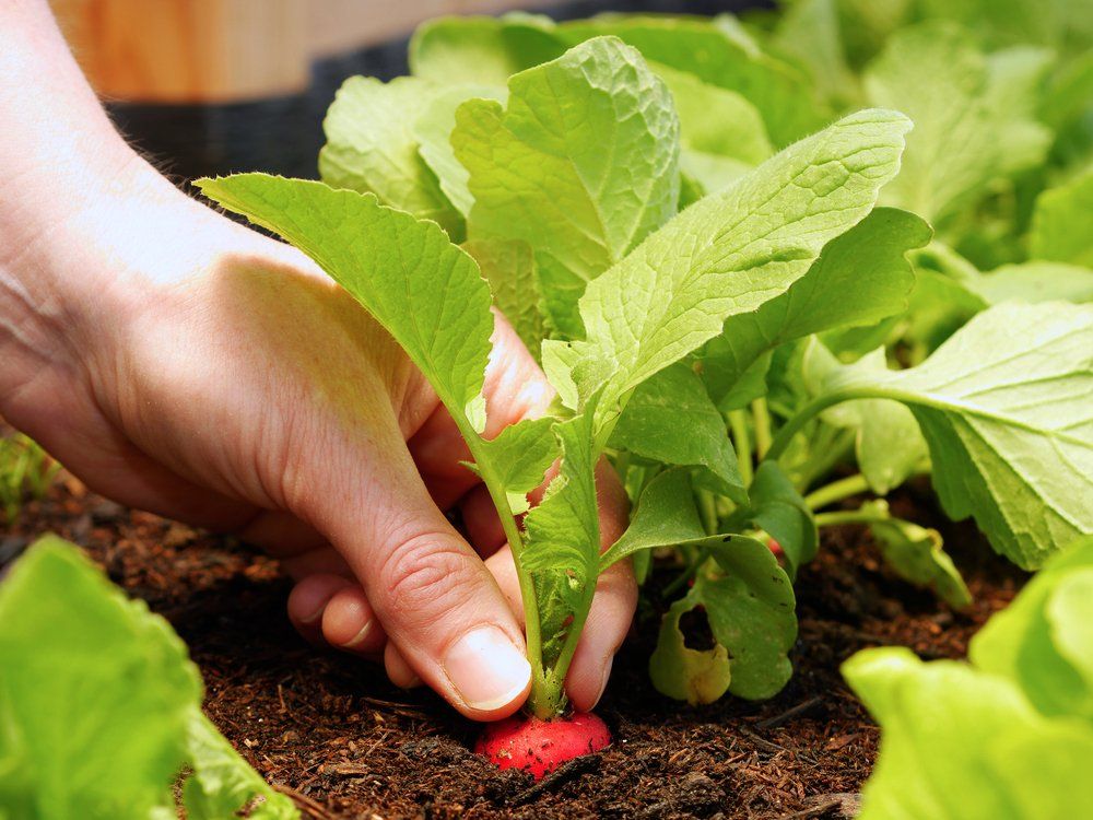 Person harvesting fresh radish