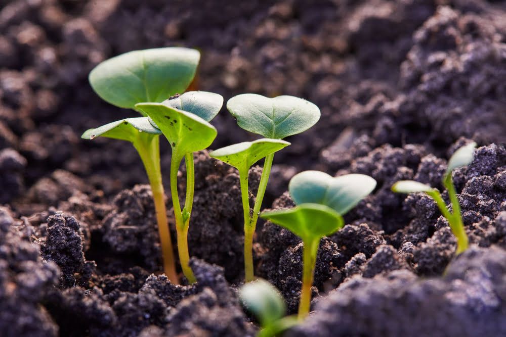 Radish seedlings