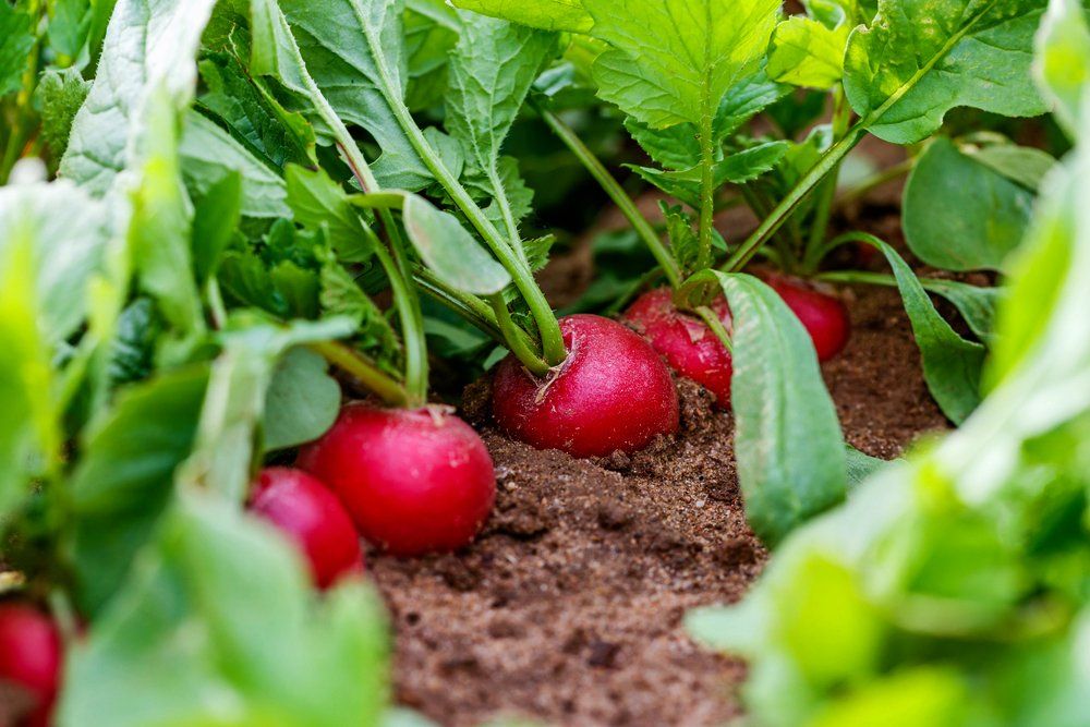 Radishes growing