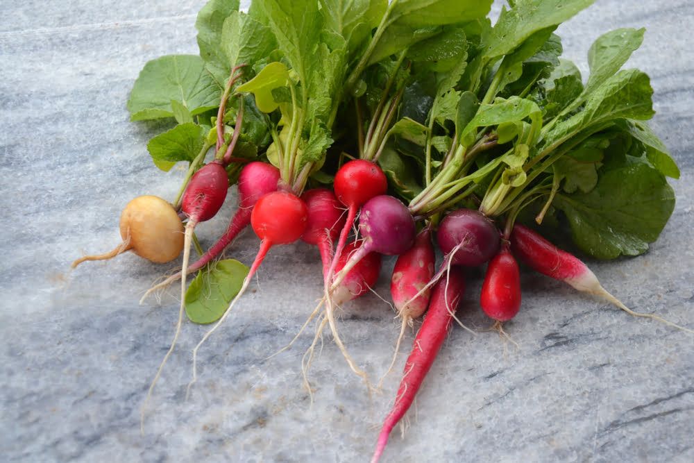 Different radish varieties