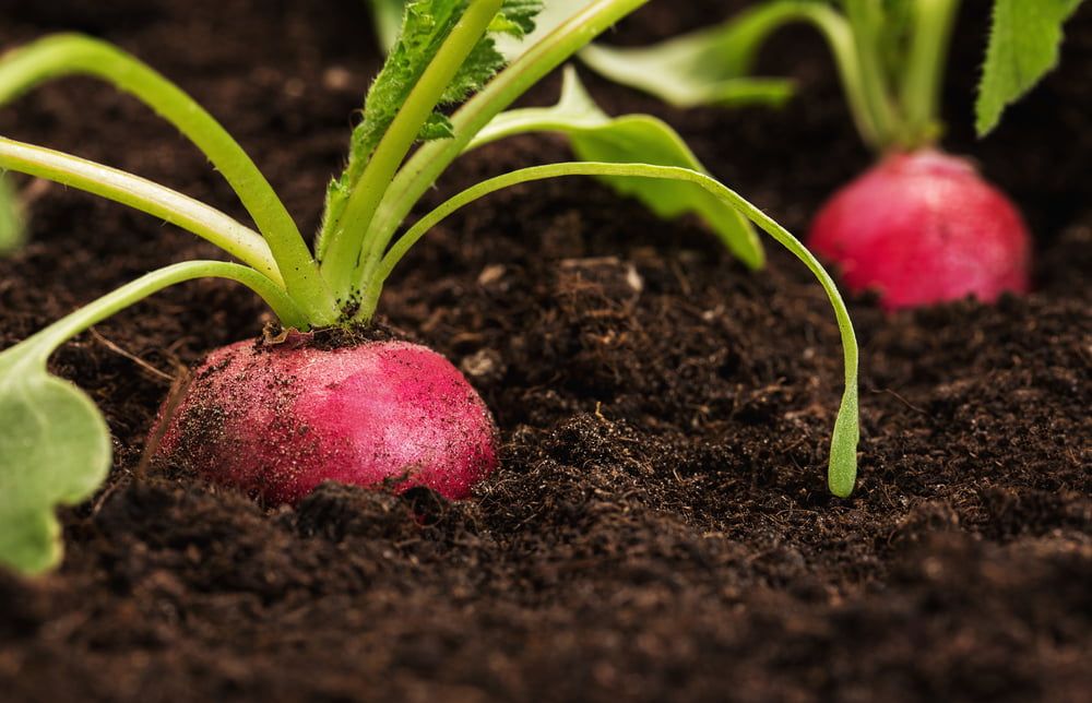 Radish plants growing