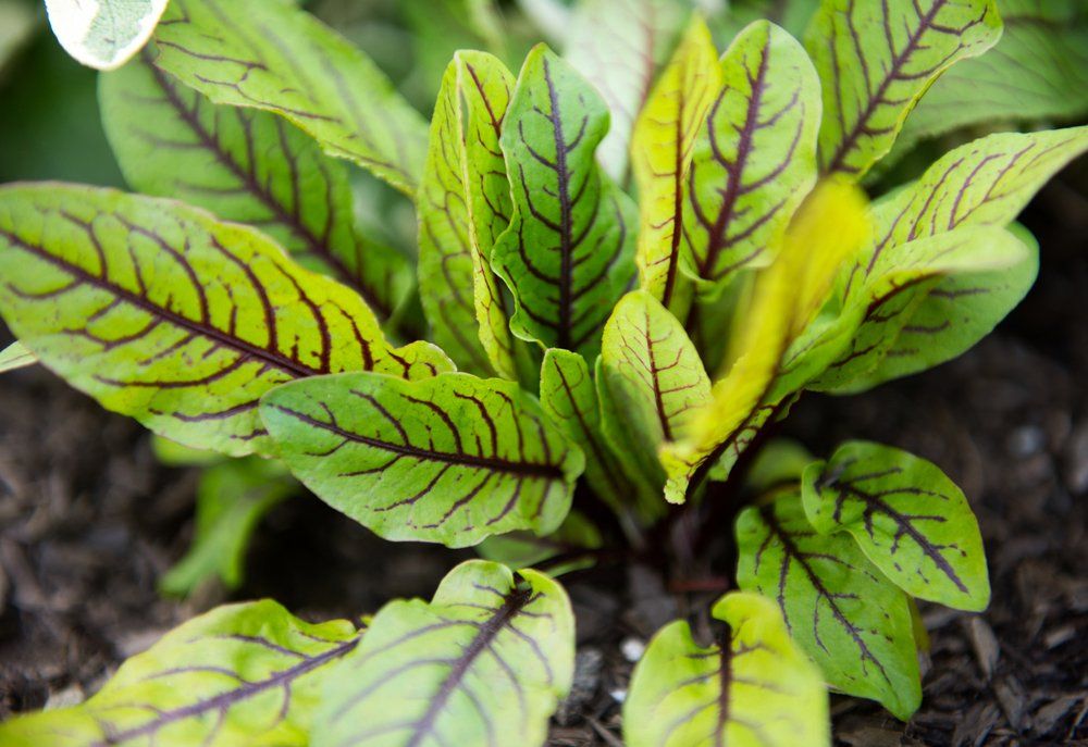 Red veined sorrel plant