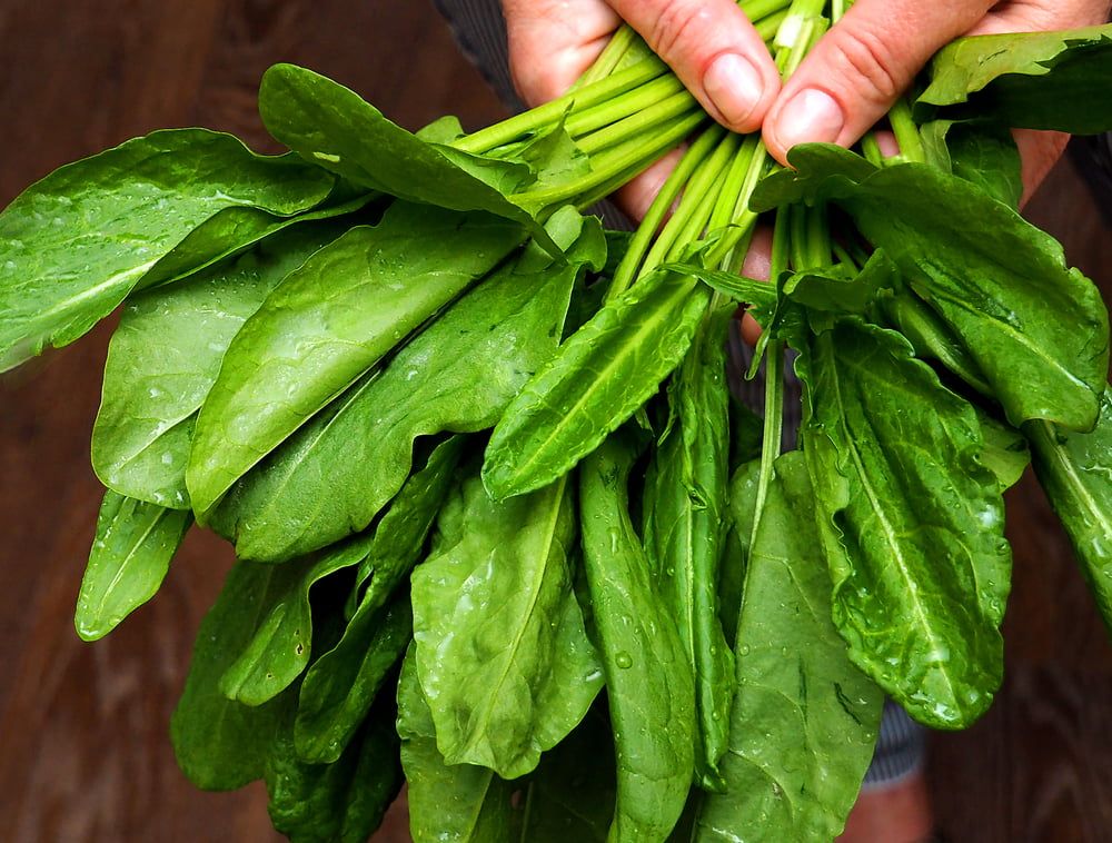 Hand holding sorrel leaves