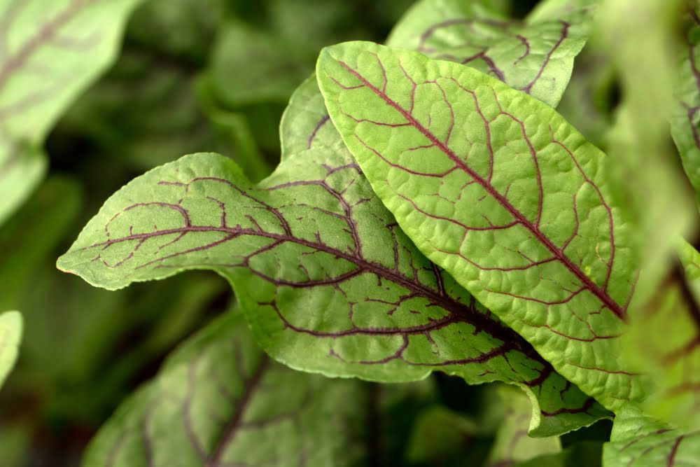 Red veined sorrel leaves