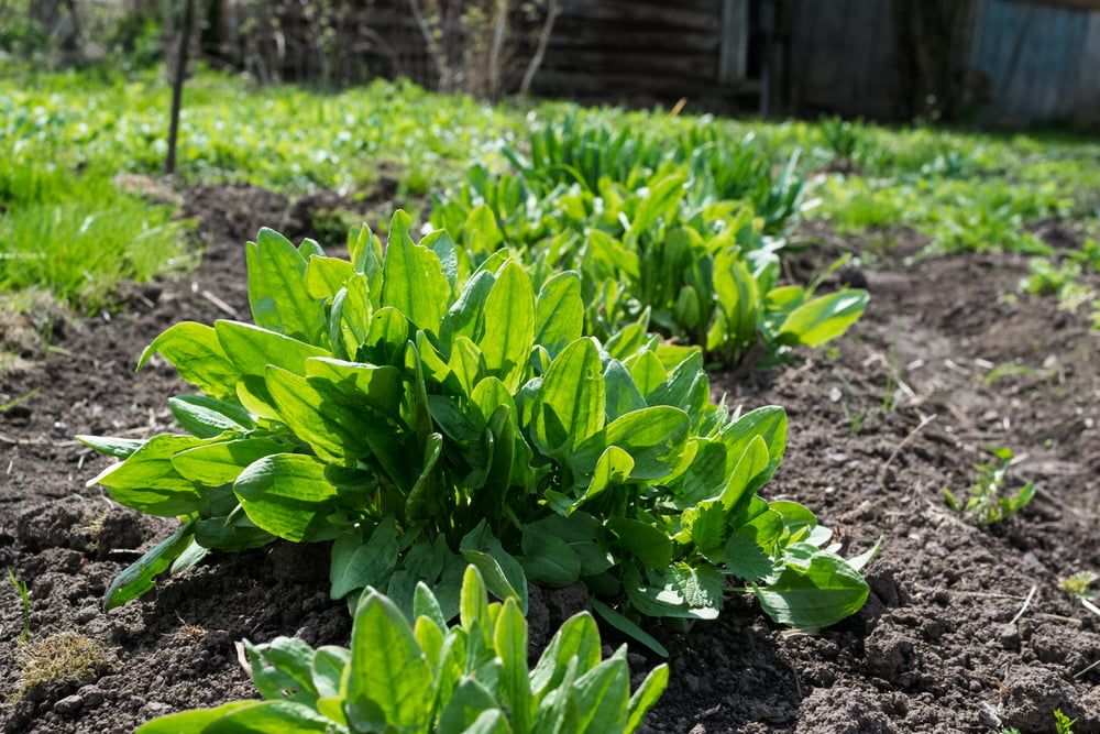 Sorrel plants in garden