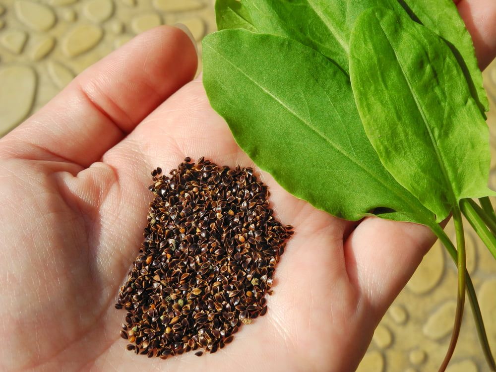 Sorrel seeds and leaves in hand