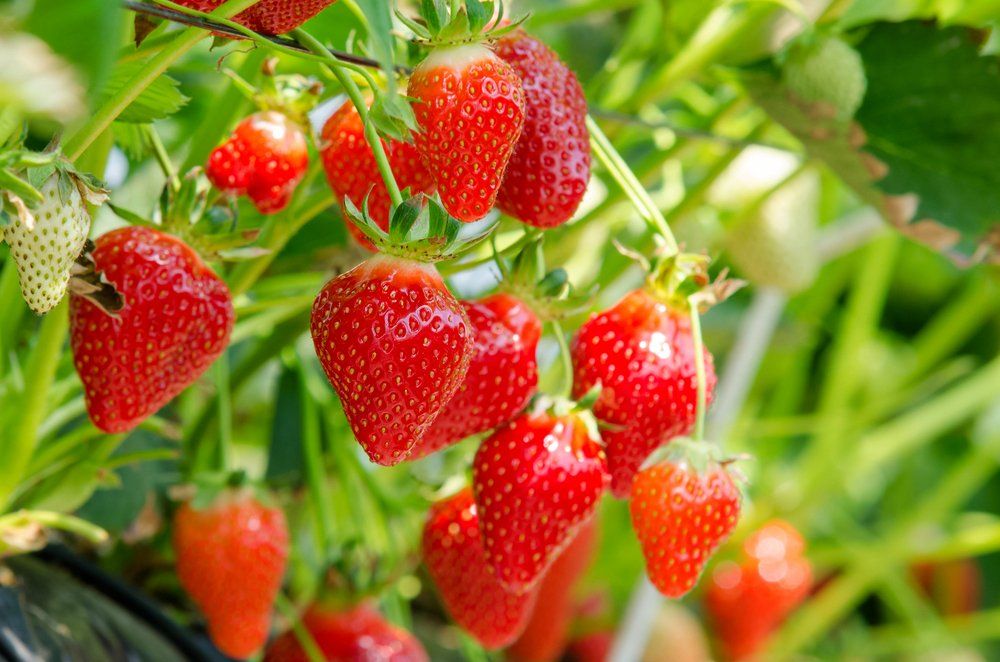 Strawberries growing on plant