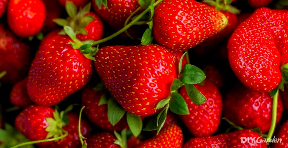 How to Grow Sweet Strawberries at Home (2024 Harvest Guide)