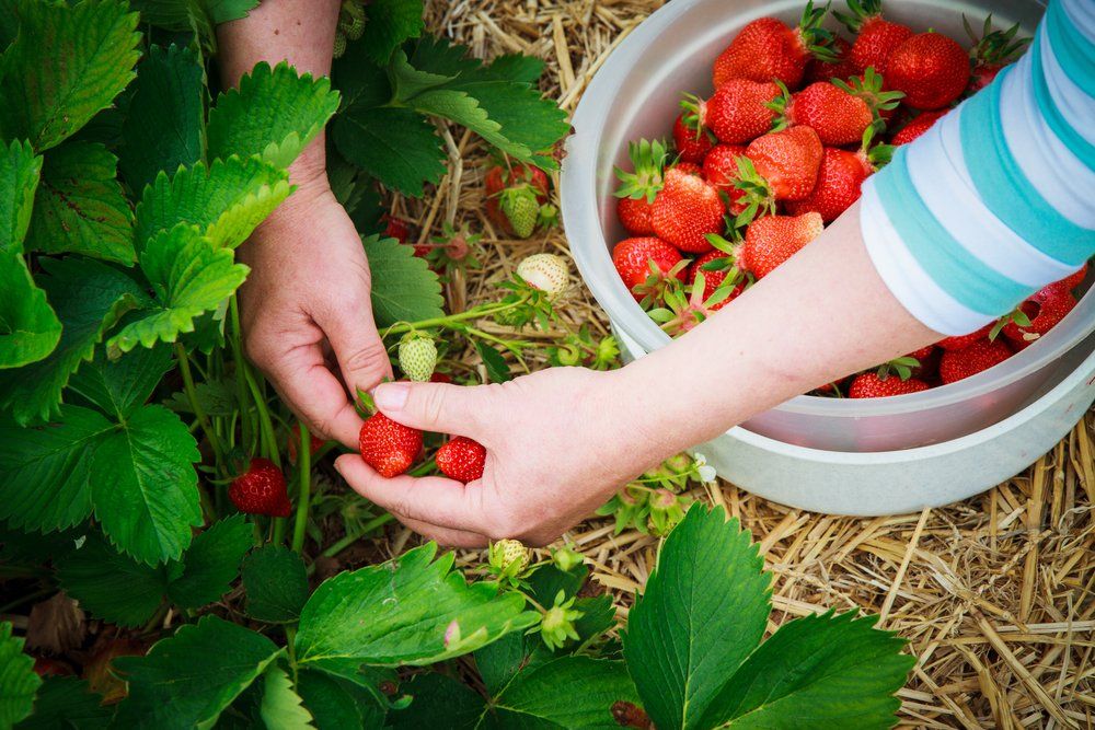 Hand harvesting strawberries