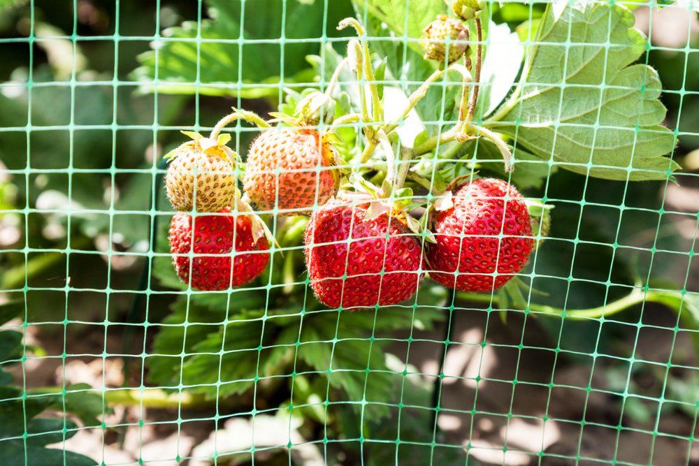 Strawberries behind netting