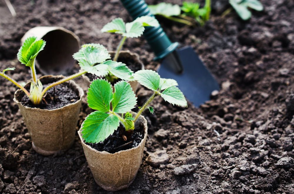 Strawberries in pots on ground