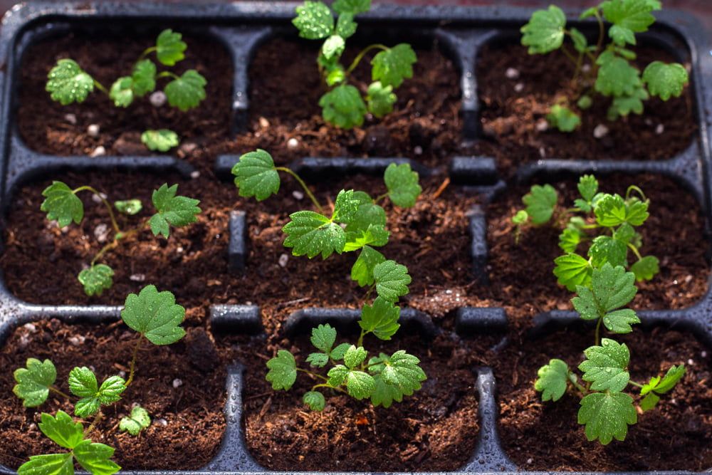 Strawberry seedlings in trays