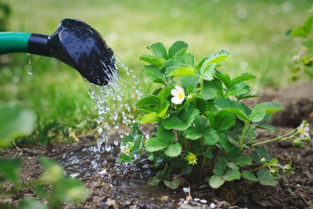 Watering can watering strawberry plants