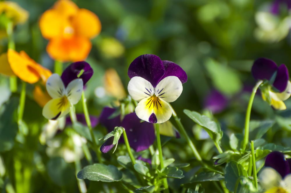 Violas growing in garden