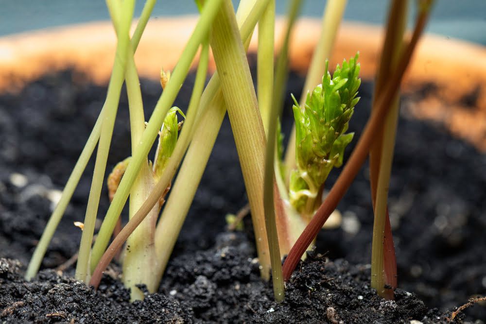 Lovage growing in pot