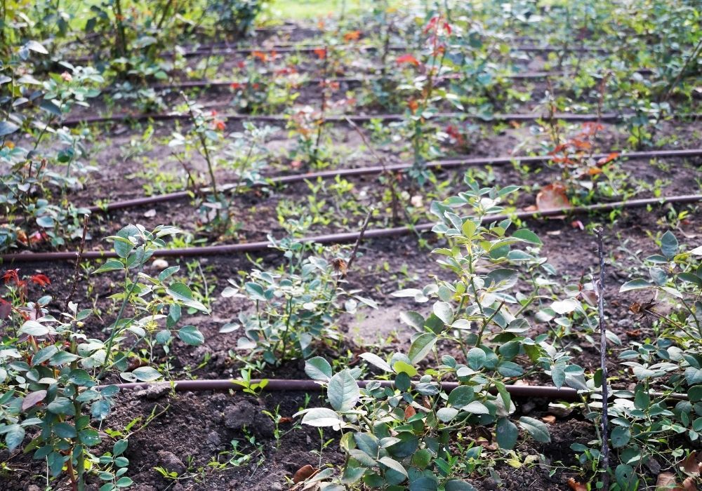 automatic-irrigation-on-a-flower-bed