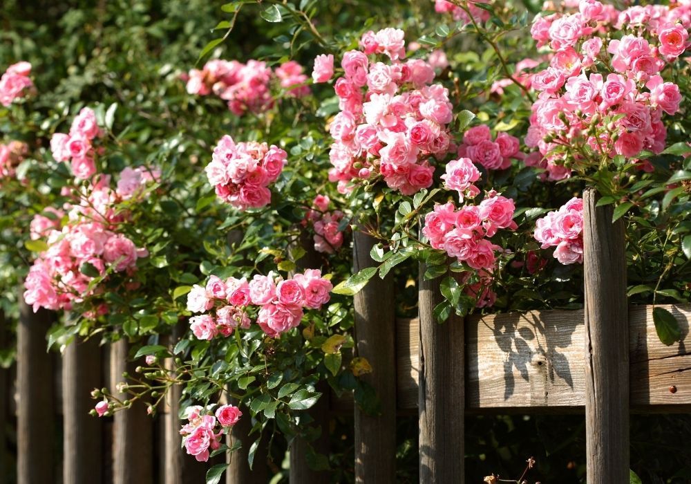 climbing-rose-fence