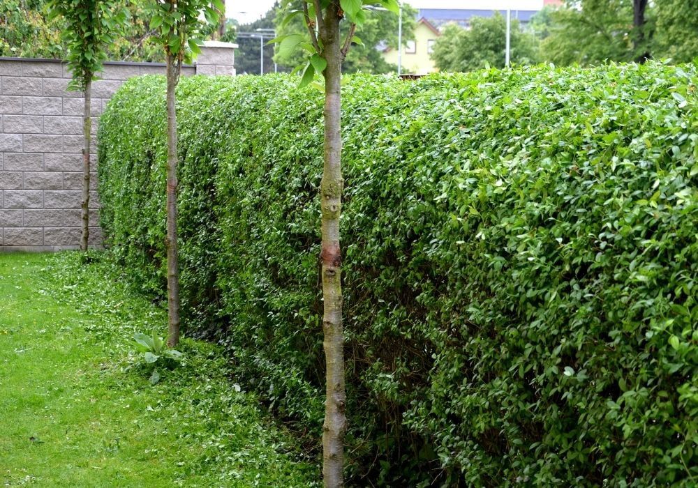 fence-hedge-trimmed-in-the-garden