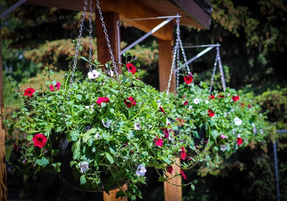 hanging-baskets-fixed-on-wooden-beam