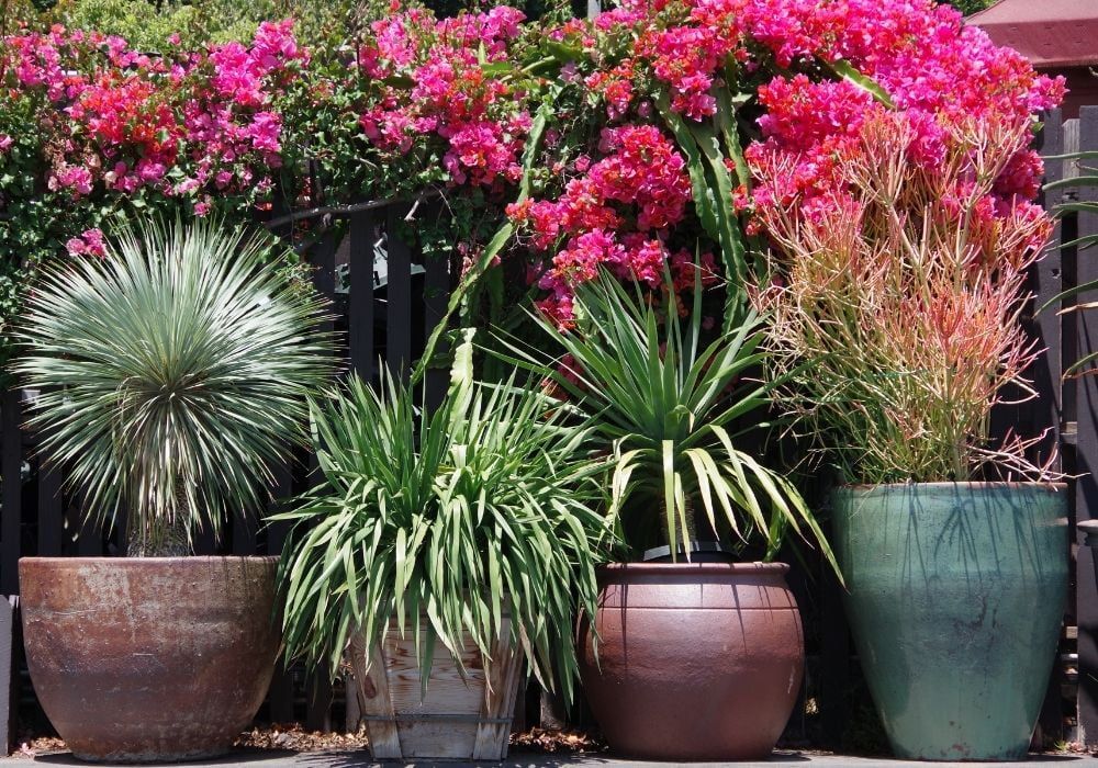 large-planter-pots-in-front-of-a-wooden-fence