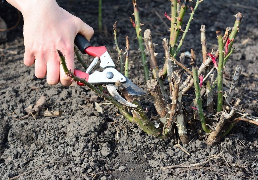 pruning-rose-bush-in-early-spring