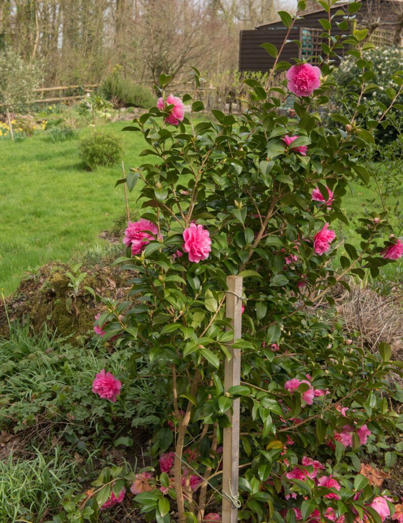 spring-flowering-hybrid-pink-camellia-shrub-with-stake