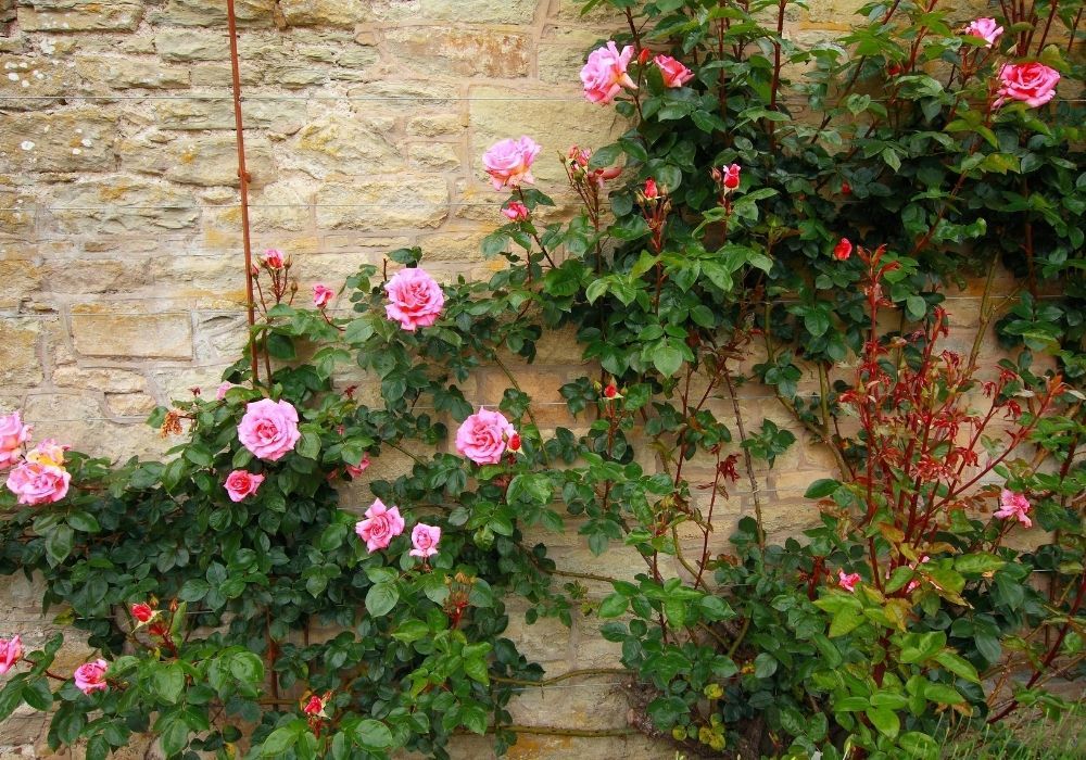 spring-garden-climbing-roses-on-the-wall