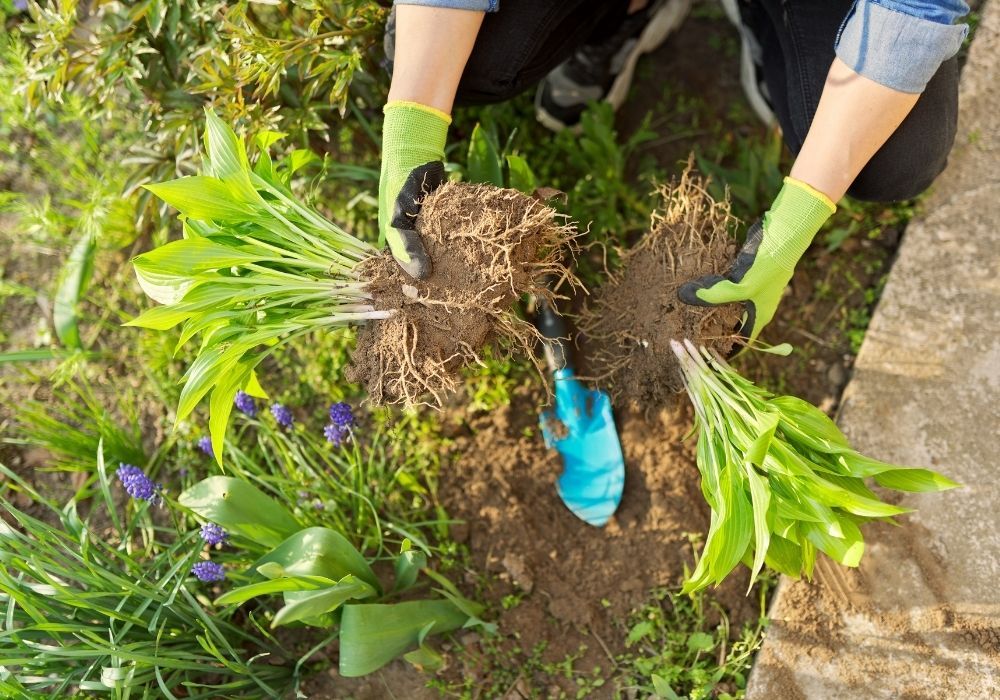 spring-garden-dividing-plant