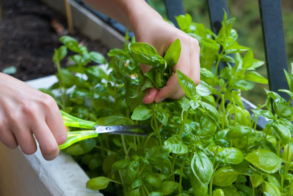 Harvesting basil with scissors