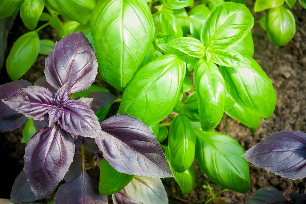 Basil plants