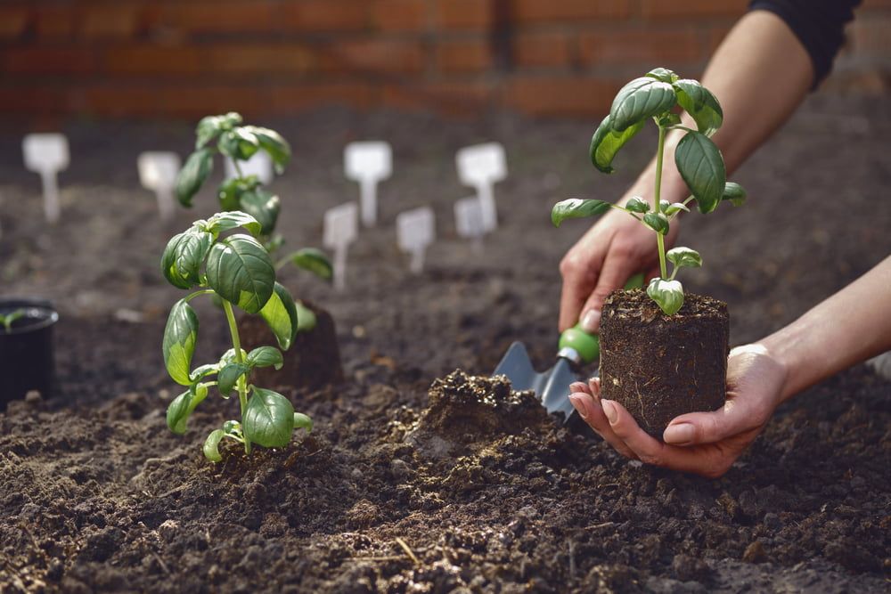 Planting basil