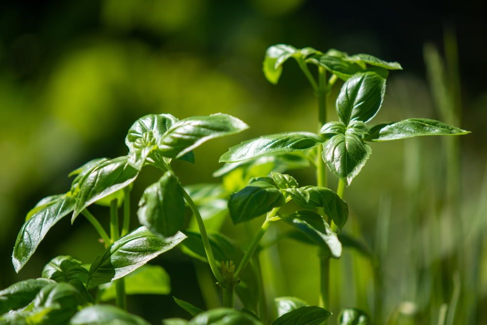 Basil plants