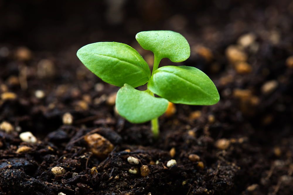 Basil seedling