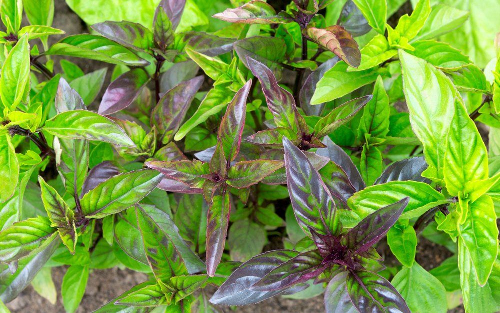 Basil plants