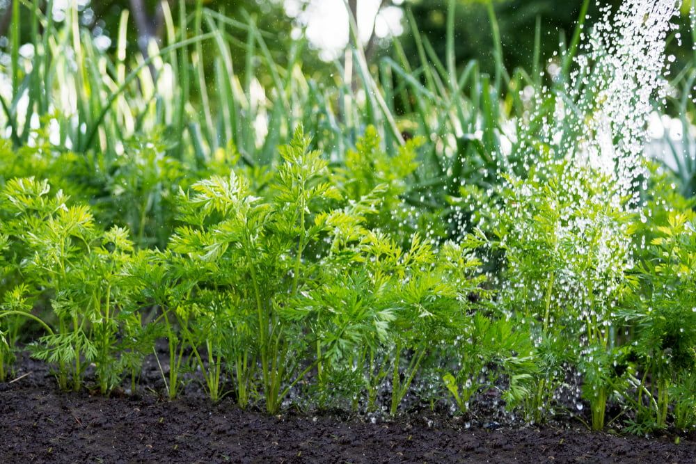 Carrots in garden being watered