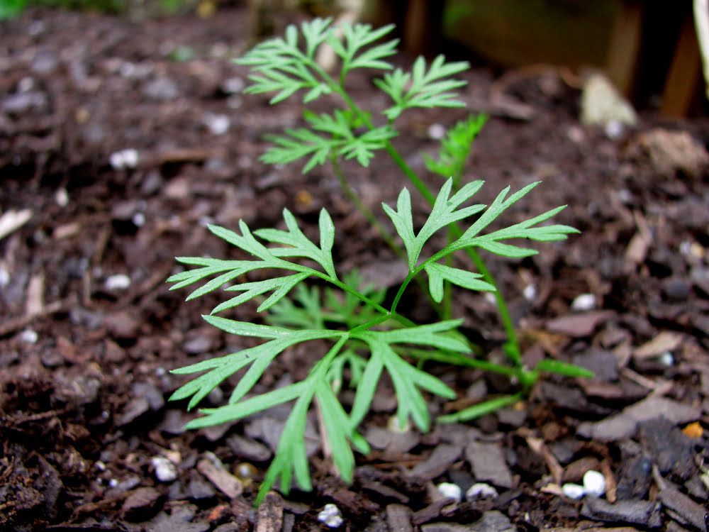 Carrot seedling