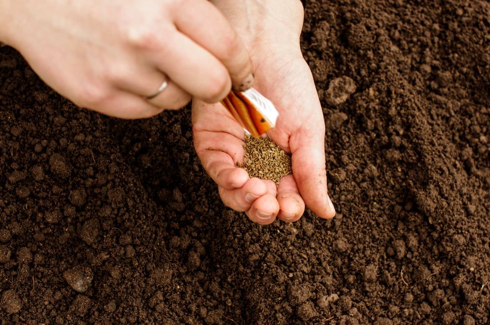 Person sowing carrot seeds