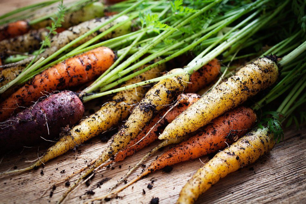 Different carrot varieties