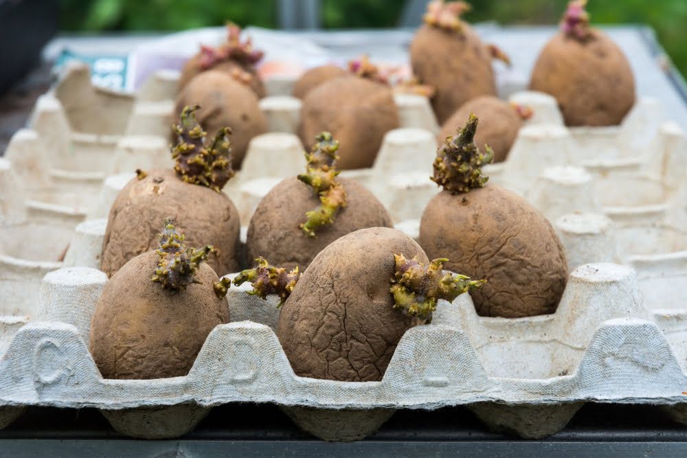 Chitting potatoes