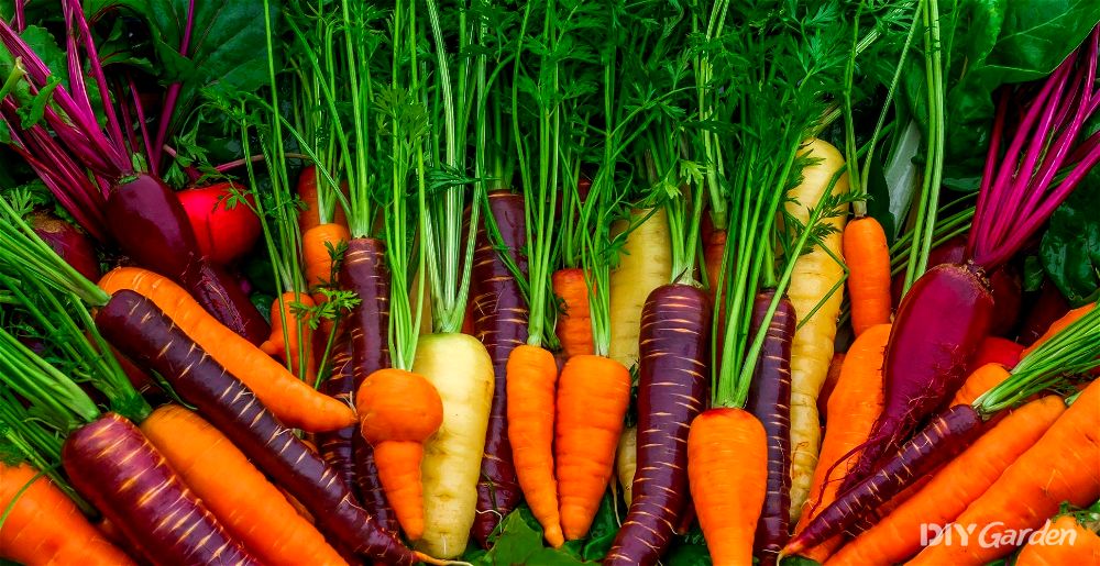 Colourful carrots